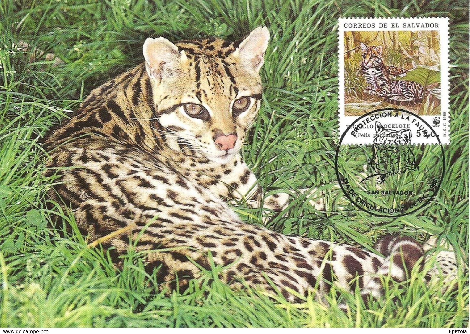 1988 - SALVADOR - Ocelot WWF - El Salvador