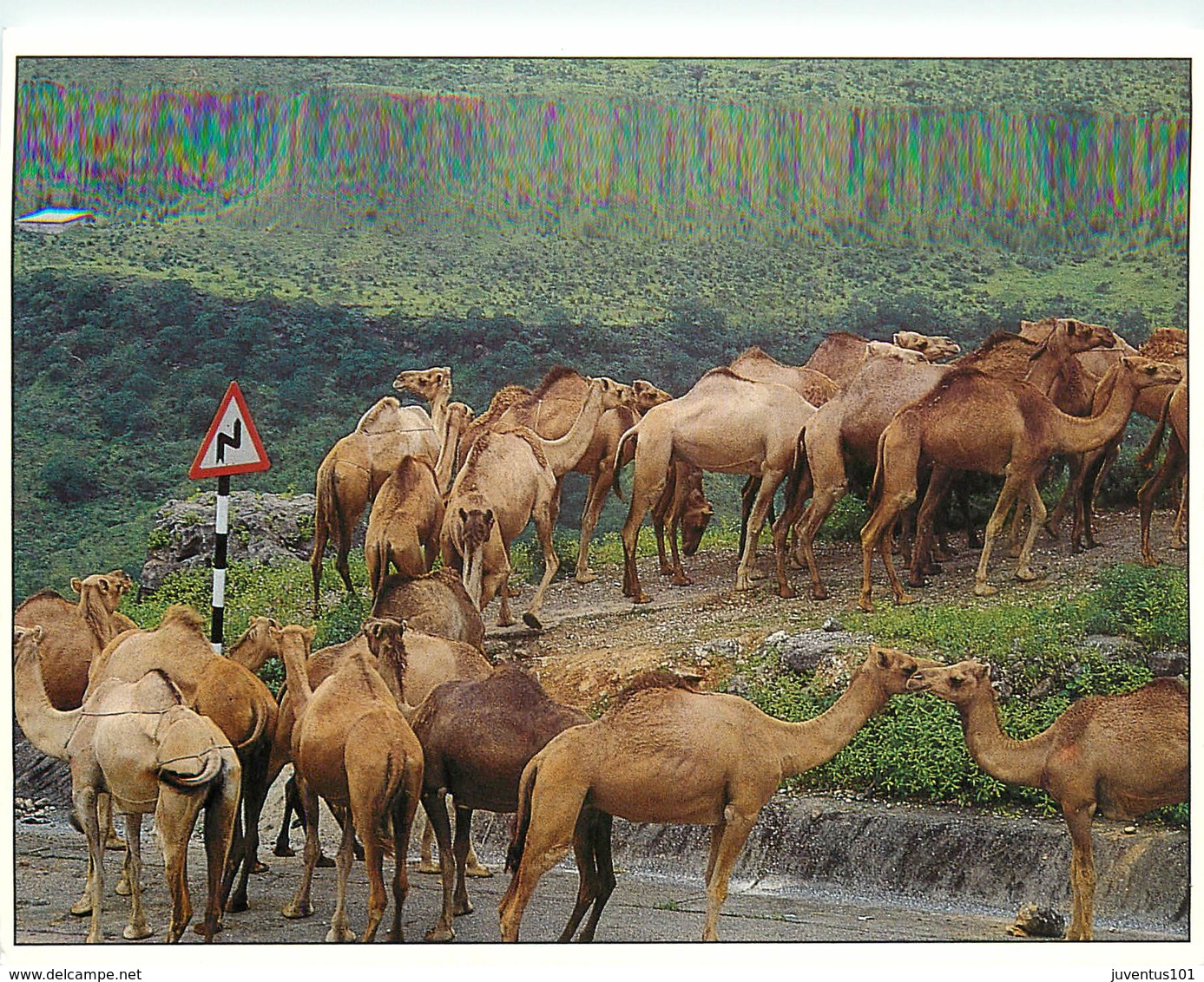 CPSM Sultanate Of Oman-Camels With Good Road Sense-Chameaux       L2989 - Oman