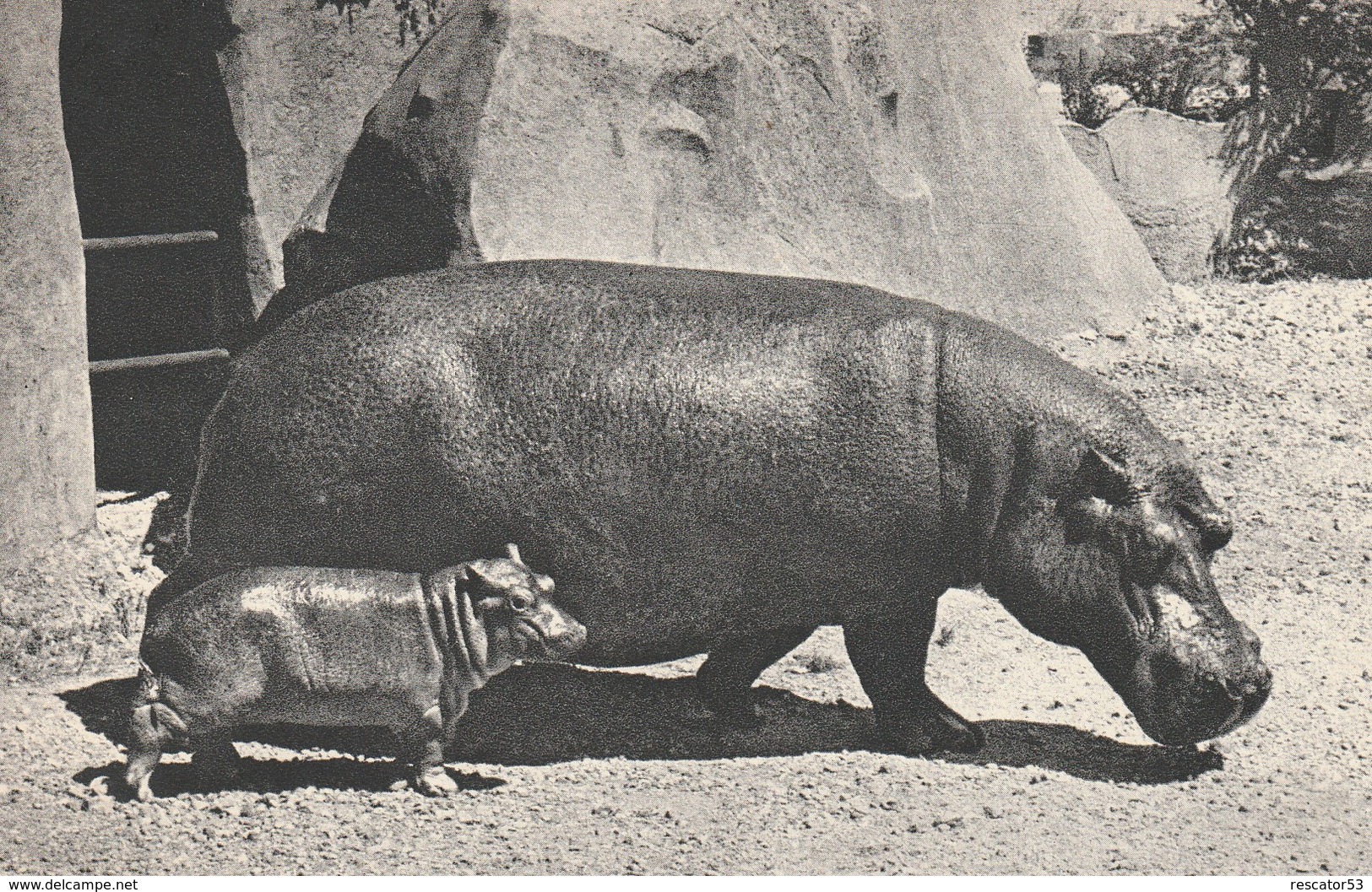 Rare Cpa Hippopotames - Hippopotames