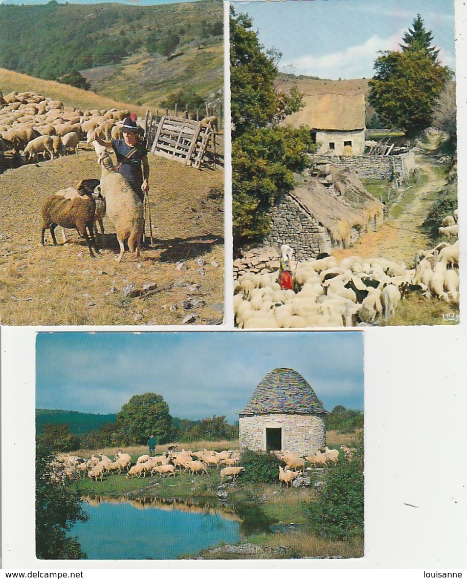 20/ 3 / 392  -  ELEVAGE  DES  MOUTONS  - LOT  DE  14. CPM - TOUTES SCANÉES - 5 - 99 Cartes