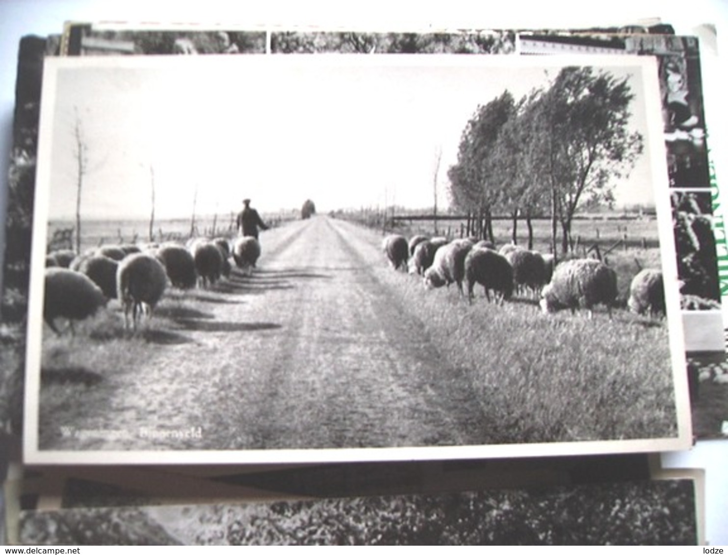 Nederland Holland Pays Bas Wageningen Binnenveld Herder Met Schapen - Wageningen