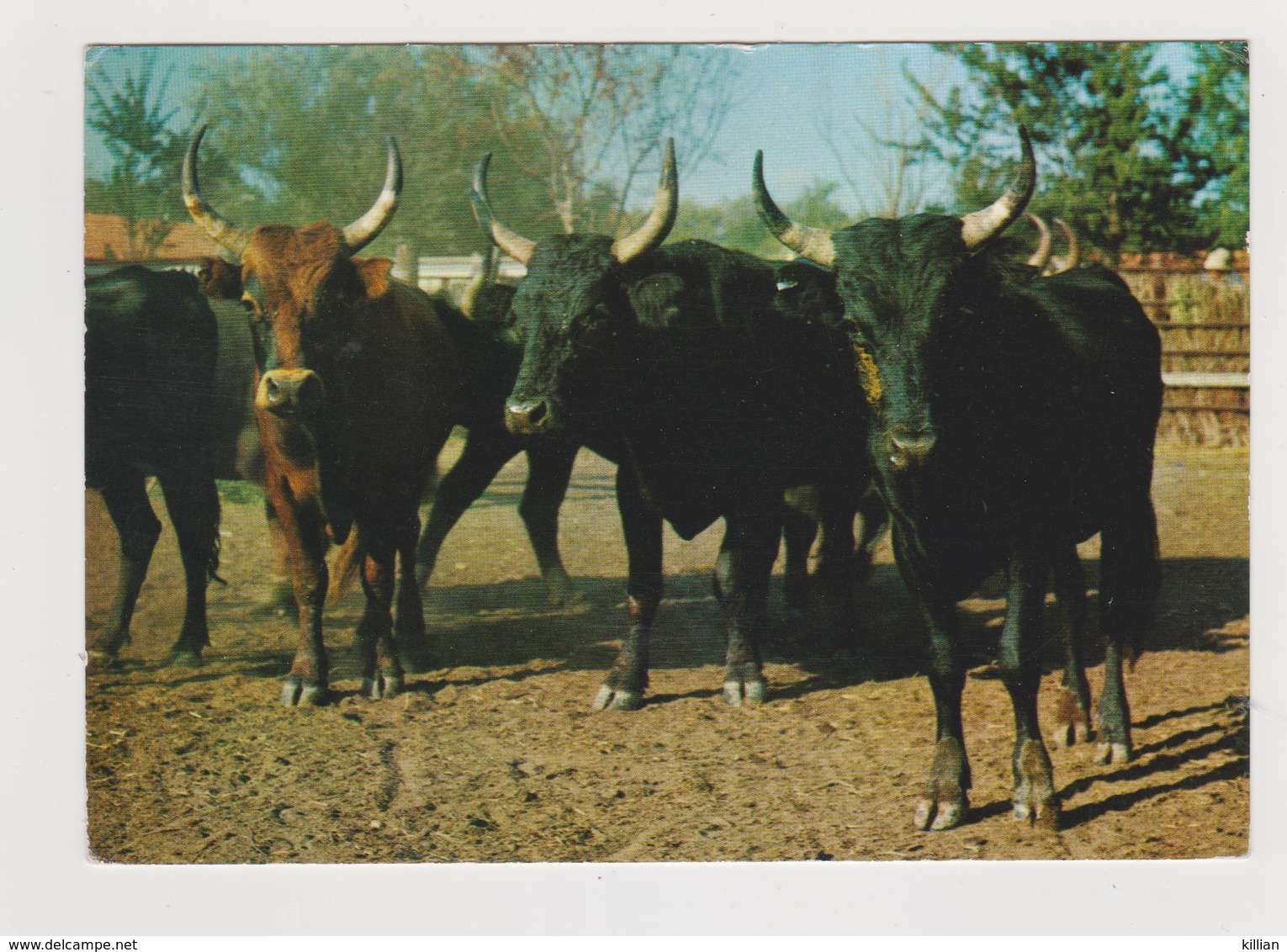 Camargue Taureaux Dans Le Bouao - Altri & Non Classificati