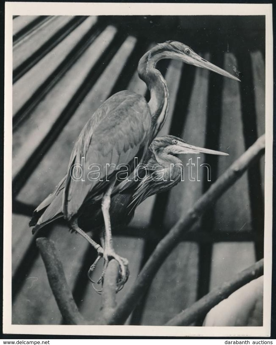 Cca 1932 Kinszki Imre (1901-1945) Budapesti Fotóművész Hagyatékából, Pecséttel Jelzett, Vintage Fotó (Red Herons), 17,7x - Autres & Non Classés