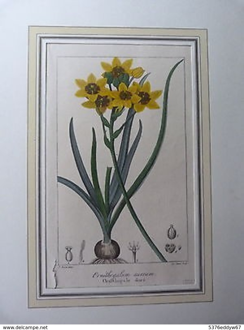 Planche De Botanique Ancienne Gravée-Ornithogale Doré-Ornithogalum Aureum - 1901-1940