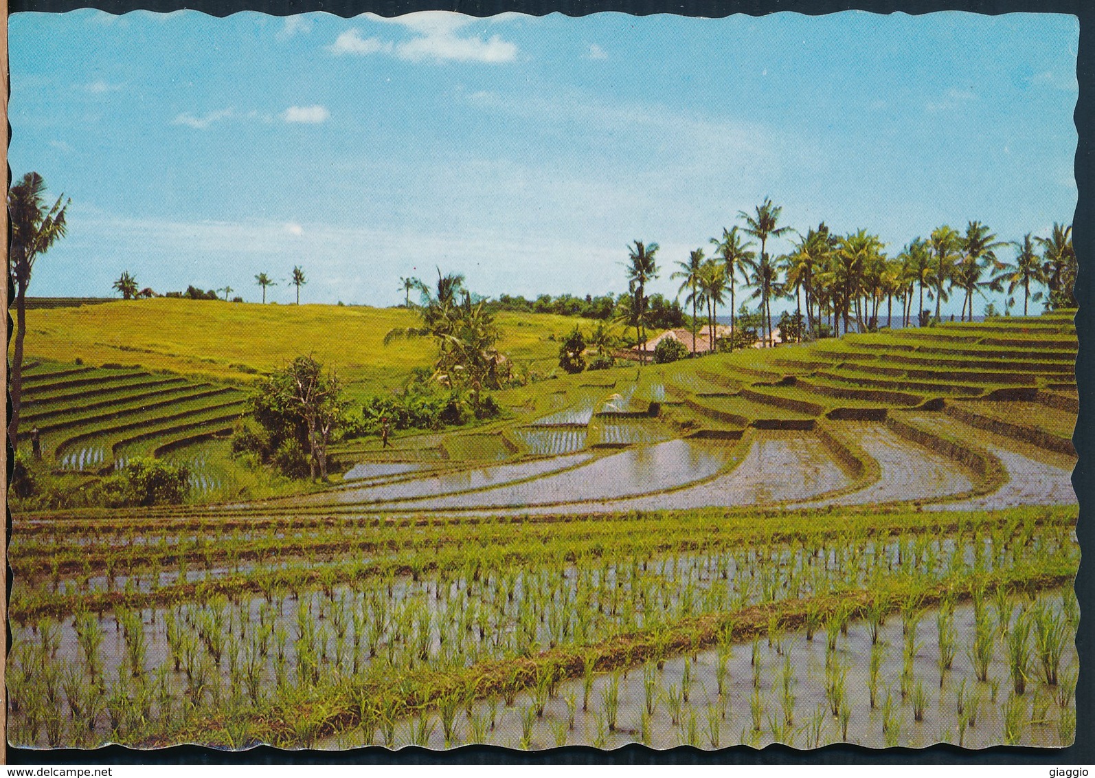 °°° 20243 - INDONESIA - BALI - SAWAH BERTINGKAT DI TANAH LOT °°° - Indonesia