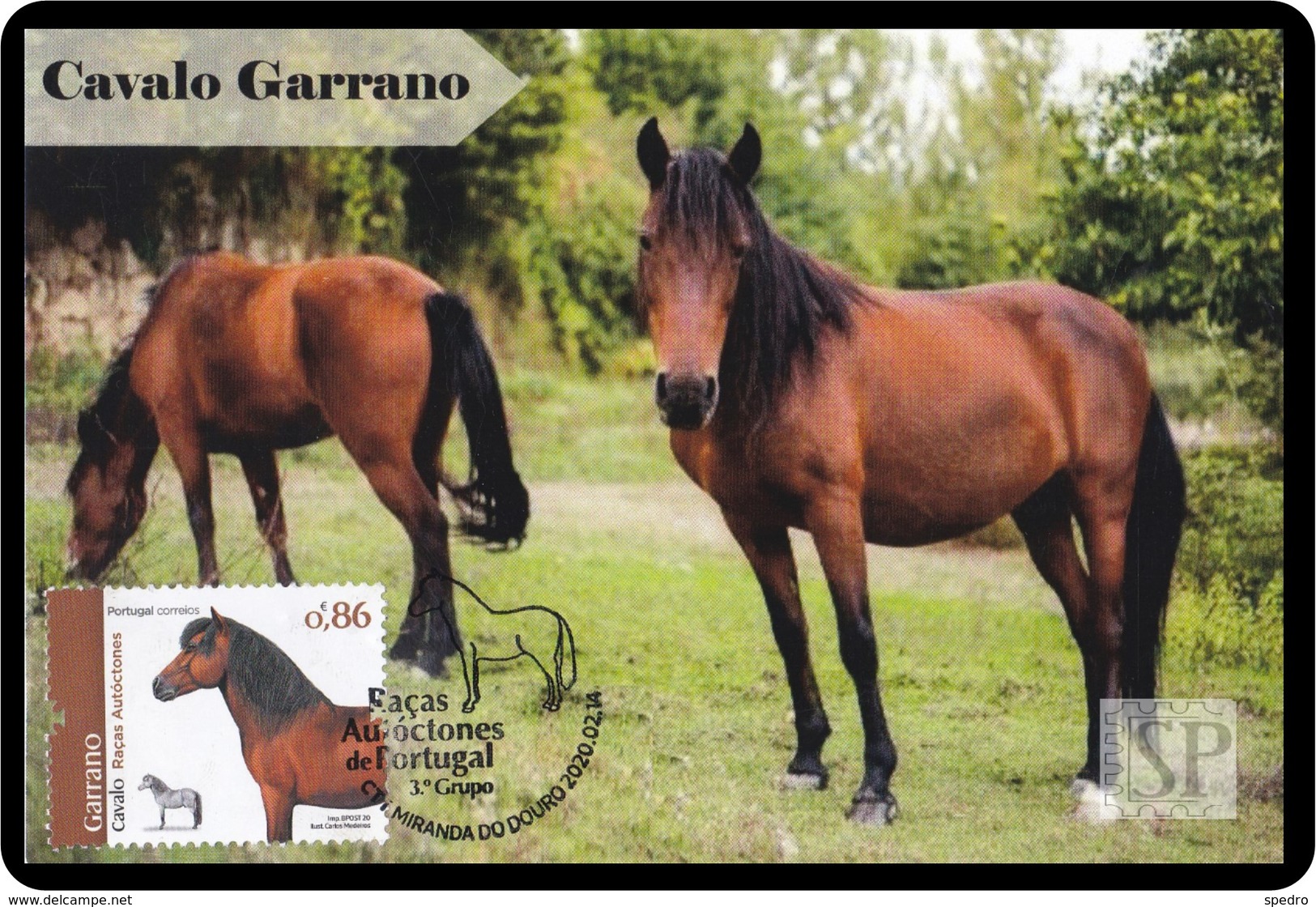 Portugal 2019 Raças Autóctones 3.º Grupo Cavalo Sorraia Chevaux Horse Postal Máximo Paard Päerd лошадь Maximum Maxicard - Cavalli