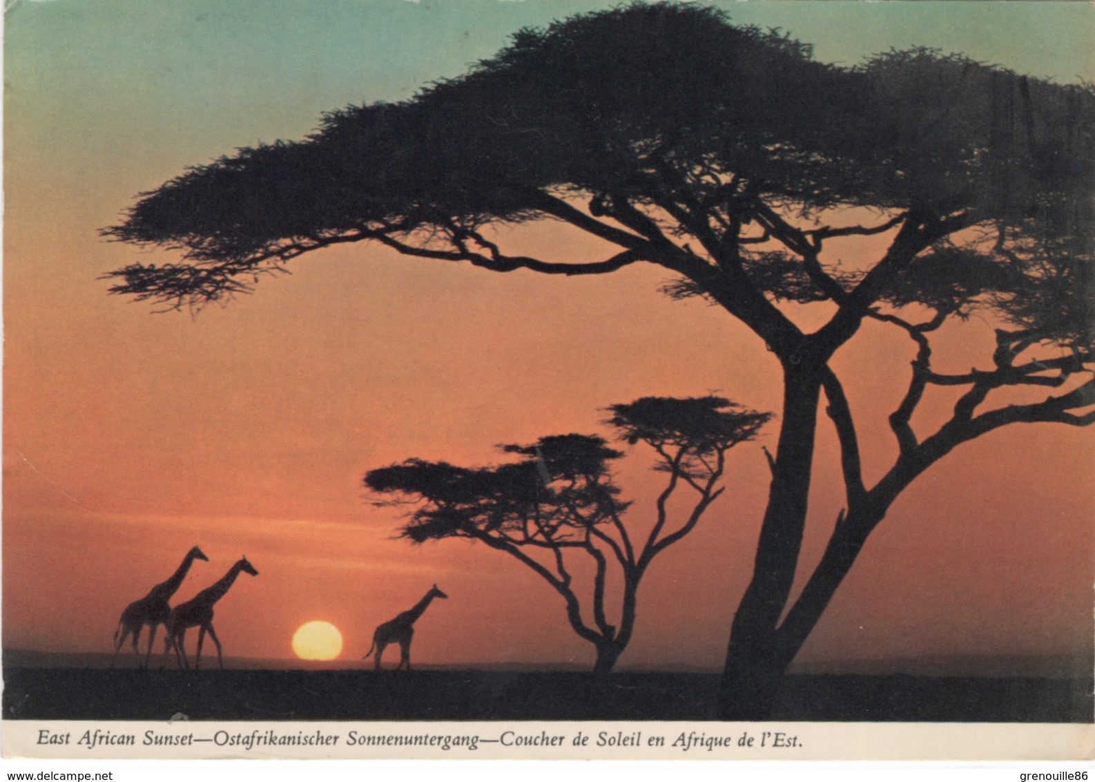 CPSM KENIA  Coucher De Soleil Sur Les Acacias Et Les Girafes - Kenya