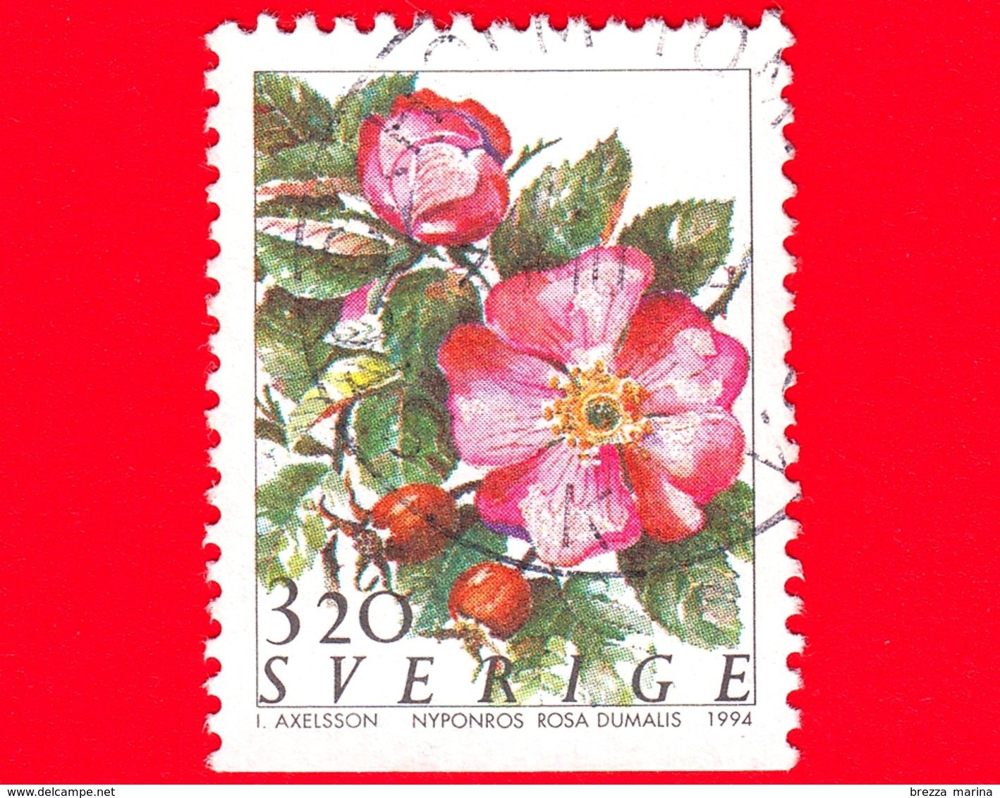 SVEZIA - Usato - 1994 - Flora - Fiori - Flowers - Fleurs - Rosa - (Rosa Dumalis) - 3.20 - Usati