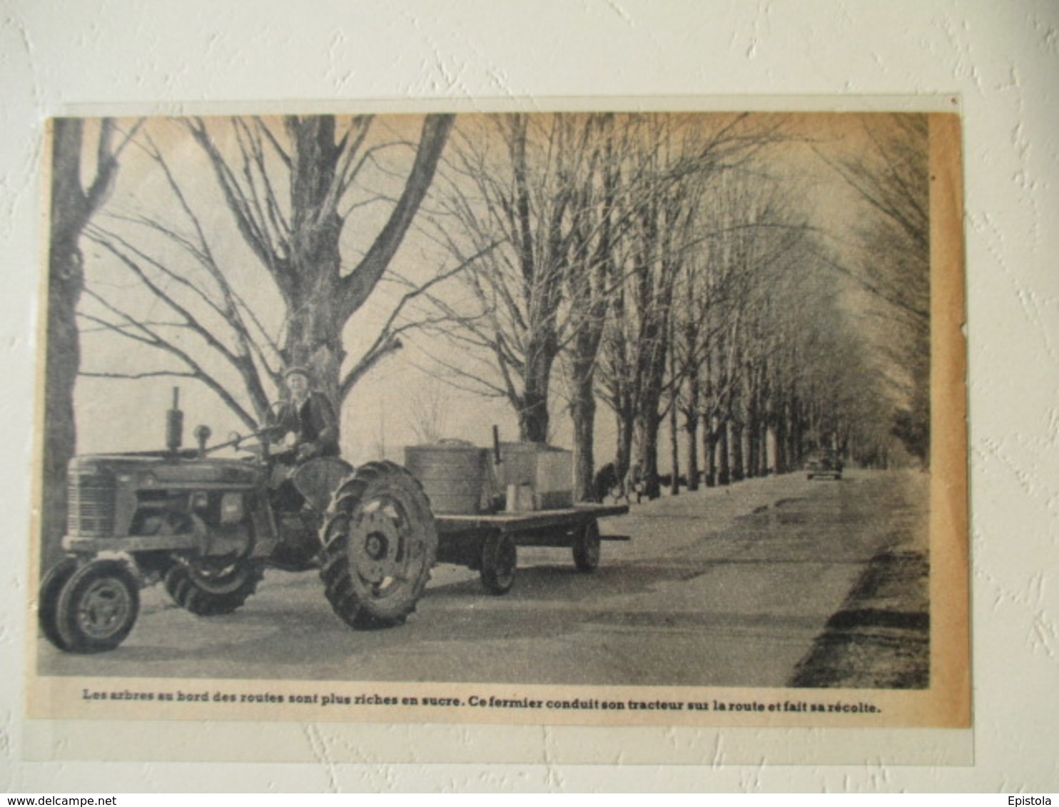 New Hampshire USA -  Tracteur Culture Sirop D'érable (Mapple Juice Culture Farmall Tractor)  - Coupure De Presse De 1950 - Tracteurs