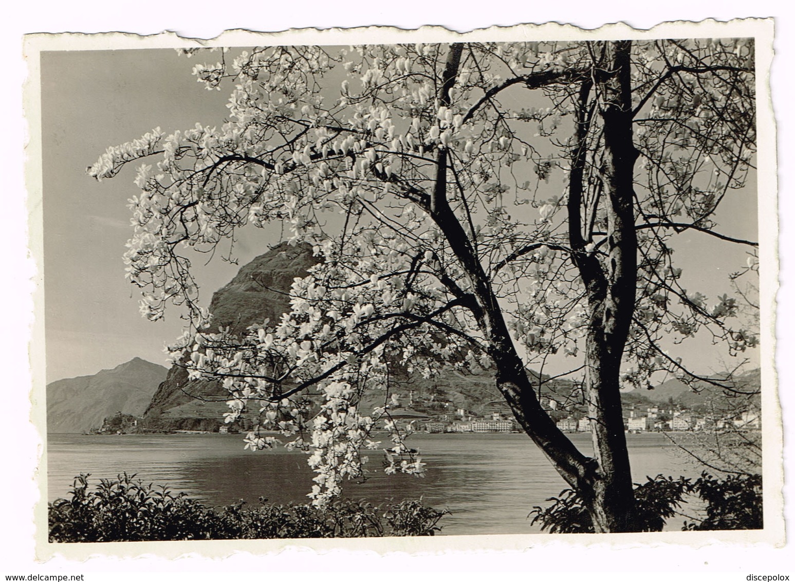 V5082 Lugano - Bluhende Magnolie - Panorama Del Lago Fra I Fiori / Viaggiata 1939 - Lugano