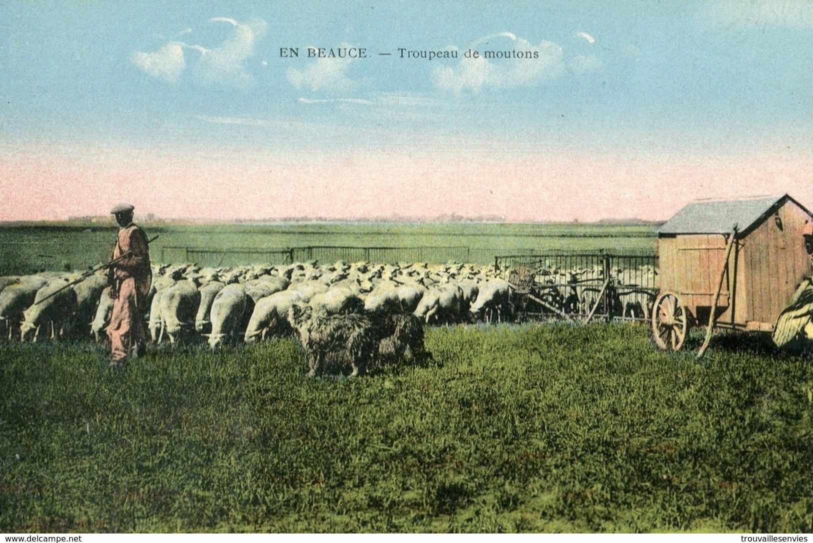 EN BEAUCE -TROUPEAU DE MOUTONS - Elevage