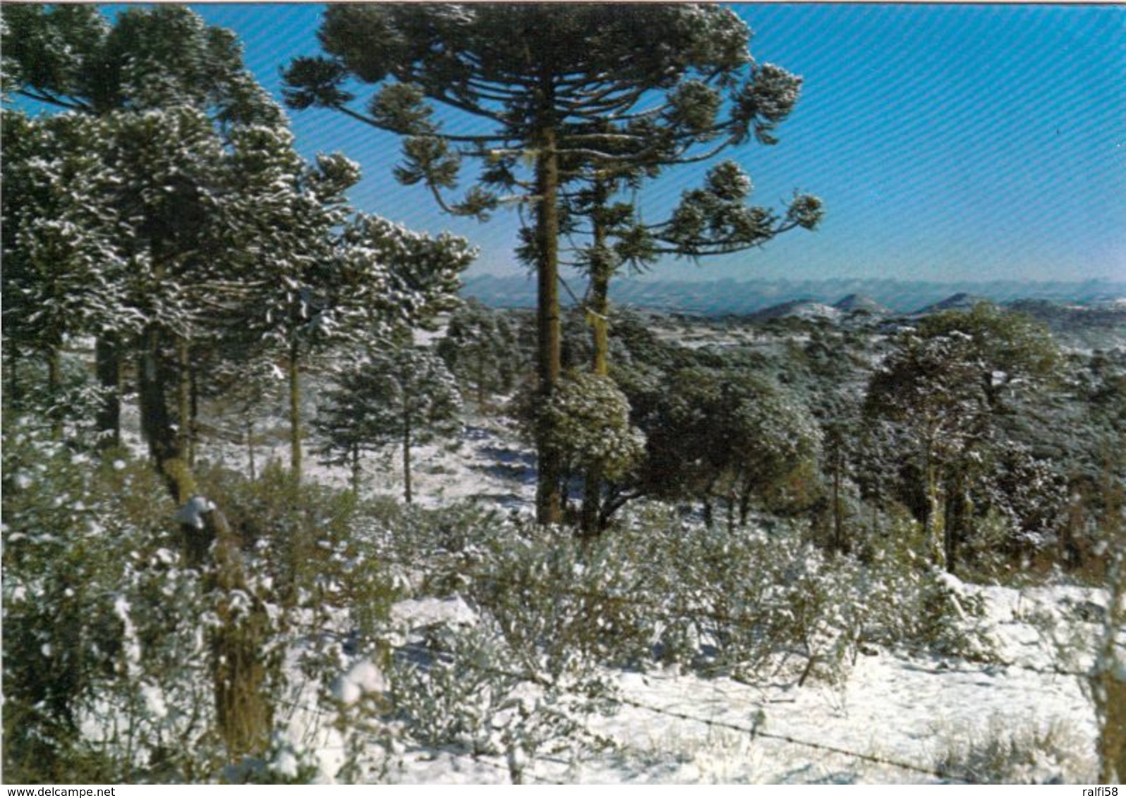 1 AK Brasilien * Winter Bei Caxias Do Sul - Eine Großstadt Im Bundesstaat Rio Grande Do Sul * - Sonstige