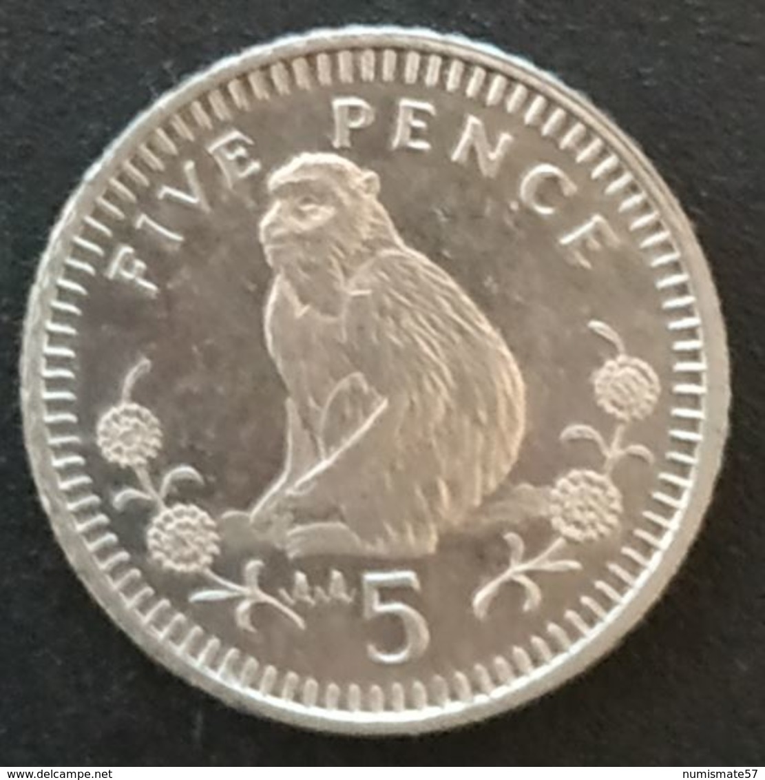 GIBRALTAR - 5 PENCE 1993 - Elizabeth II - 3ème Effigie, Petit Module - KM 22.2 - Singe - Monkey - Gibraltar