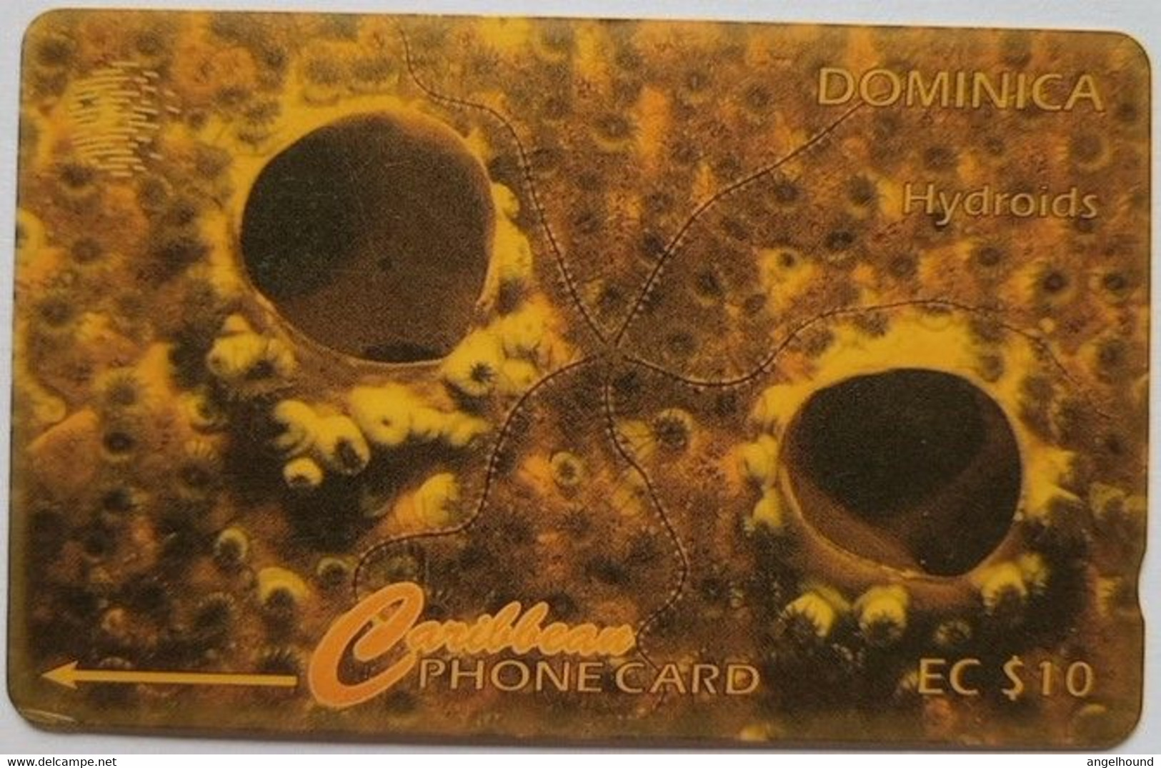 Dominica Cable And Wireless 9CDMC  EC$10 " Hydroids " - Dominique