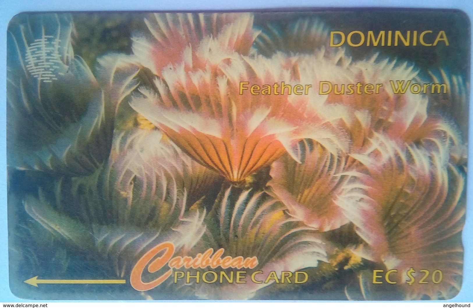 9CDMG Feather Duster Worm EC$20 - Dominique