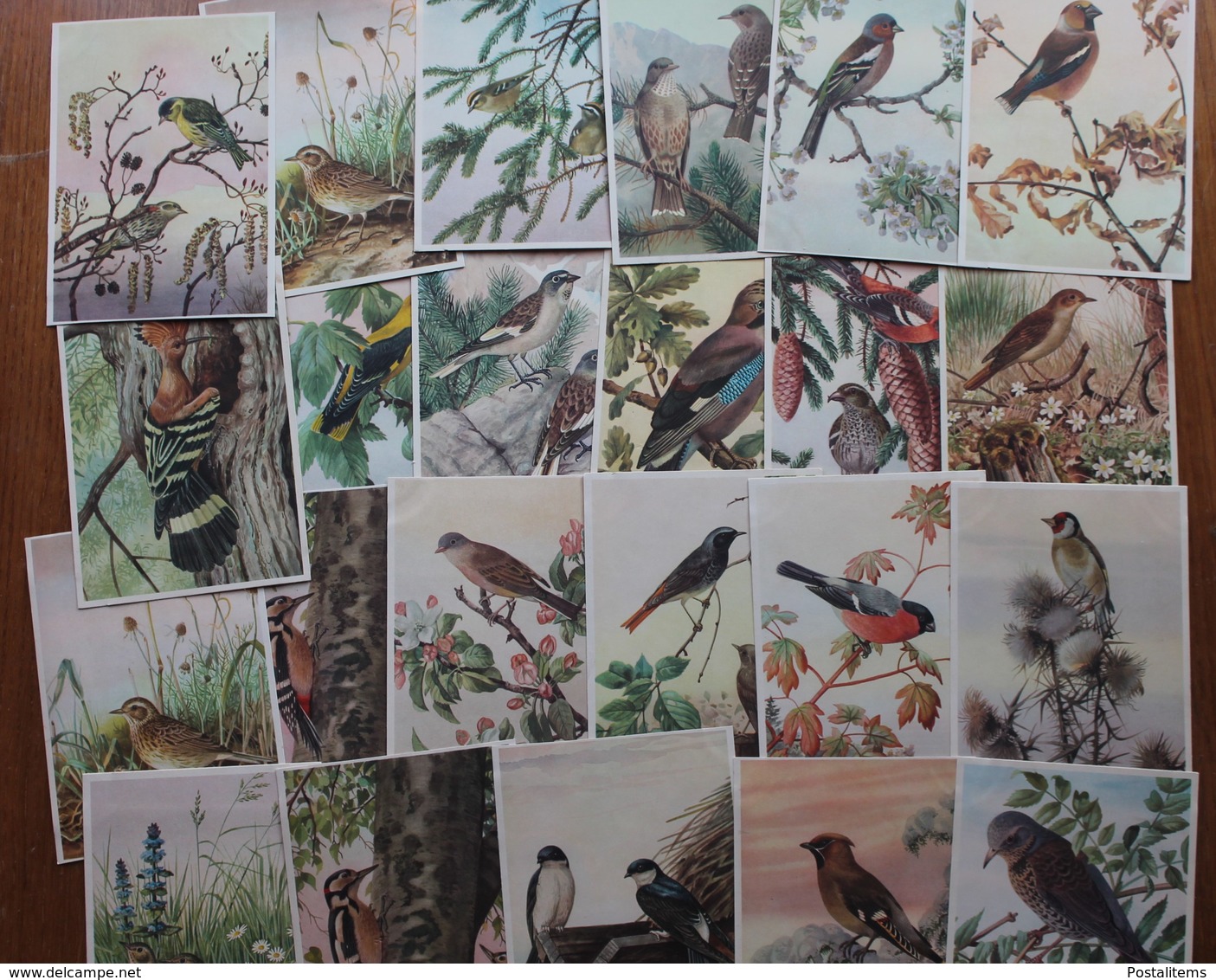 Birds. Set Of 23 Postcards. - Pájaros