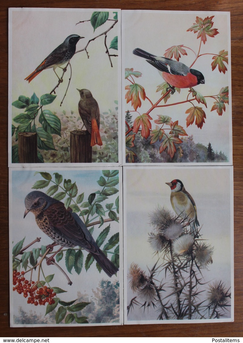 Birds. Set Of 23 Postcards. - Pájaros