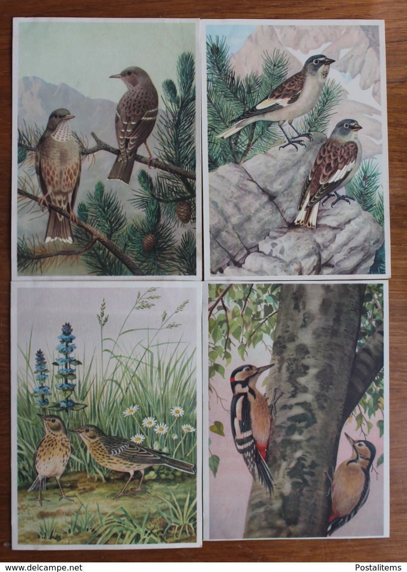 Birds. Set Of 23 Postcards. - Birds