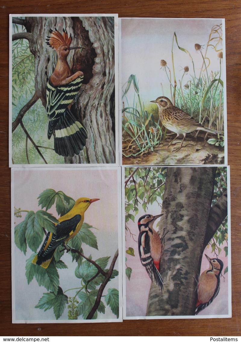 Birds. Set of 23 postcards.