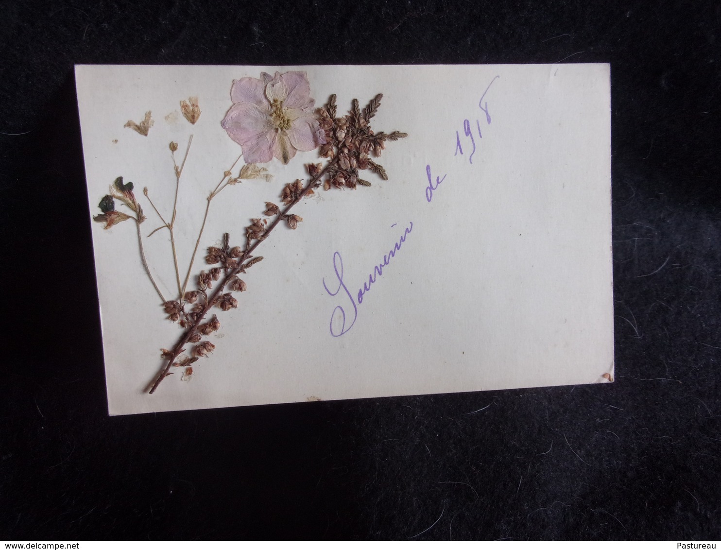 Carte Postale Herbier.Fleurs.Voir 2 Scans. - Autres & Non Classés