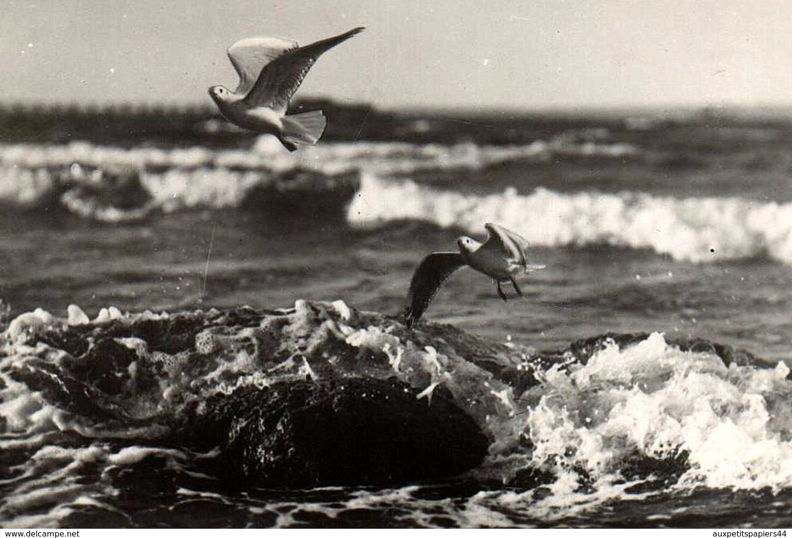 Photo Originale Oiseaux - Vol De Mouettes En Raz De Mer - Persone Anonimi