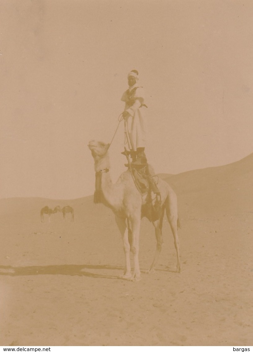 1903 Militaire Méharis Et Méharistes Mehari Méhariste Dromadaire Chameau Algérie - Oorlog, Militair