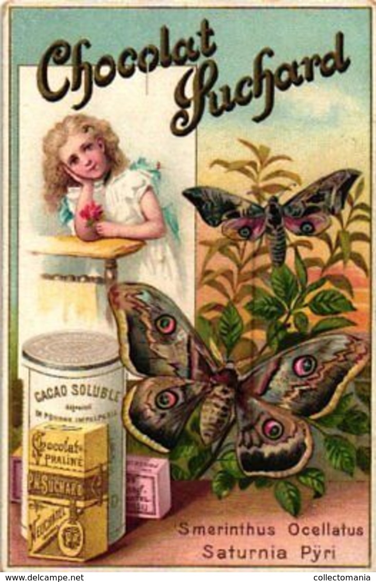6 Chromo Litho Cards Chocolate SUCHARD Set 50  C1896 Butterflies Pappilion & Moths -- Fabrique Suisse Switserland VG - Suchard