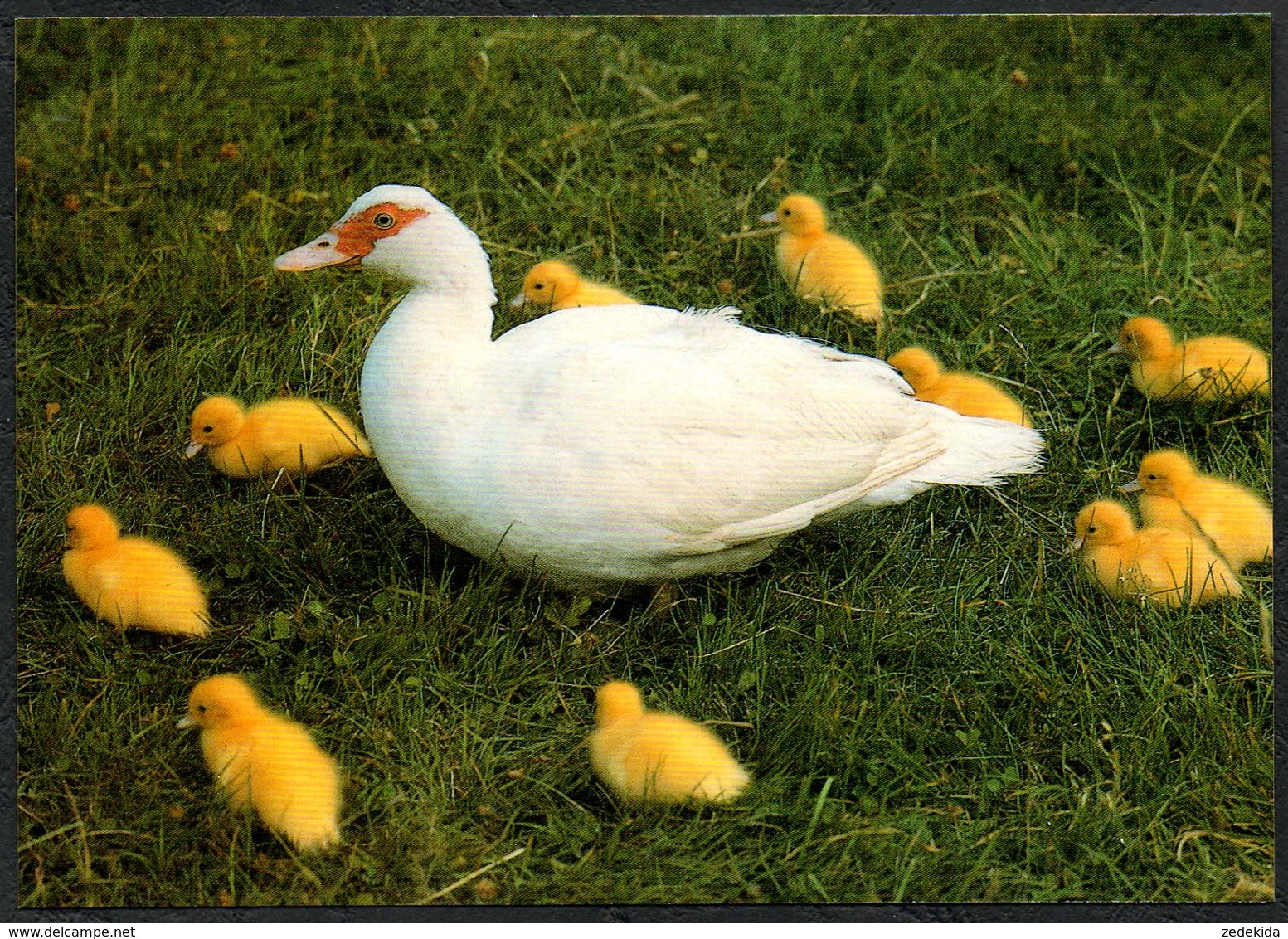 D4808 - TOP Ente Kücken - Bild Und Heimat Reichenbach Qualitätskarte - Vögel