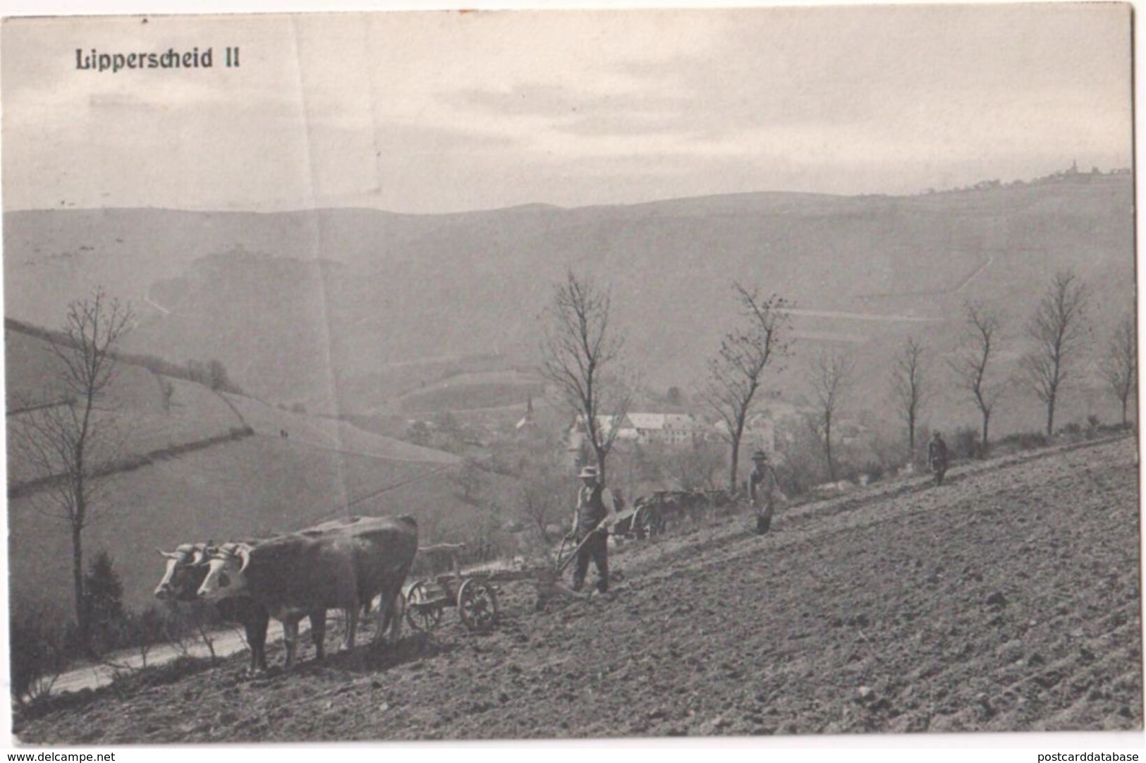 Lippersheid II - & Ox, Farming - Burscheid