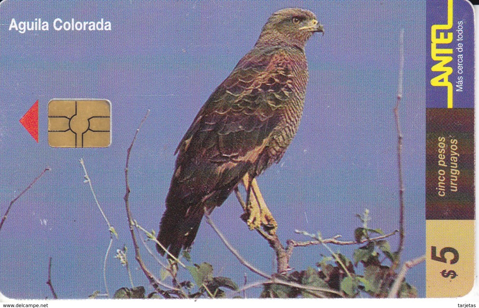 Nº 109 TARJETA DE URUGUAY DE UN AGUILA COLORADA (BIRD-EAGLE)  (CHIP G4 NEGRO) - Águilas & Aves De Presa