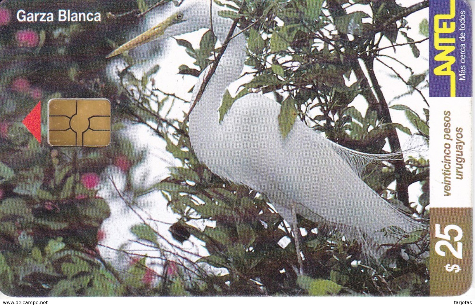 Nº 121 (CHIP NEGRO) TARJETA DE URUGUAY DE URUGUAY GARZA BLANCA (BIRD-PAJARO) - Uruguay