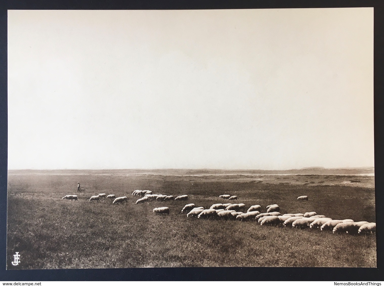 Peer ORIGINELE FOTO - "De Oude Kempen" - 1902 - Edmond JAMINÉ - Herder Hond Met Schapen Kudde Op Heide - 20,5x14,5 Cm - Peer