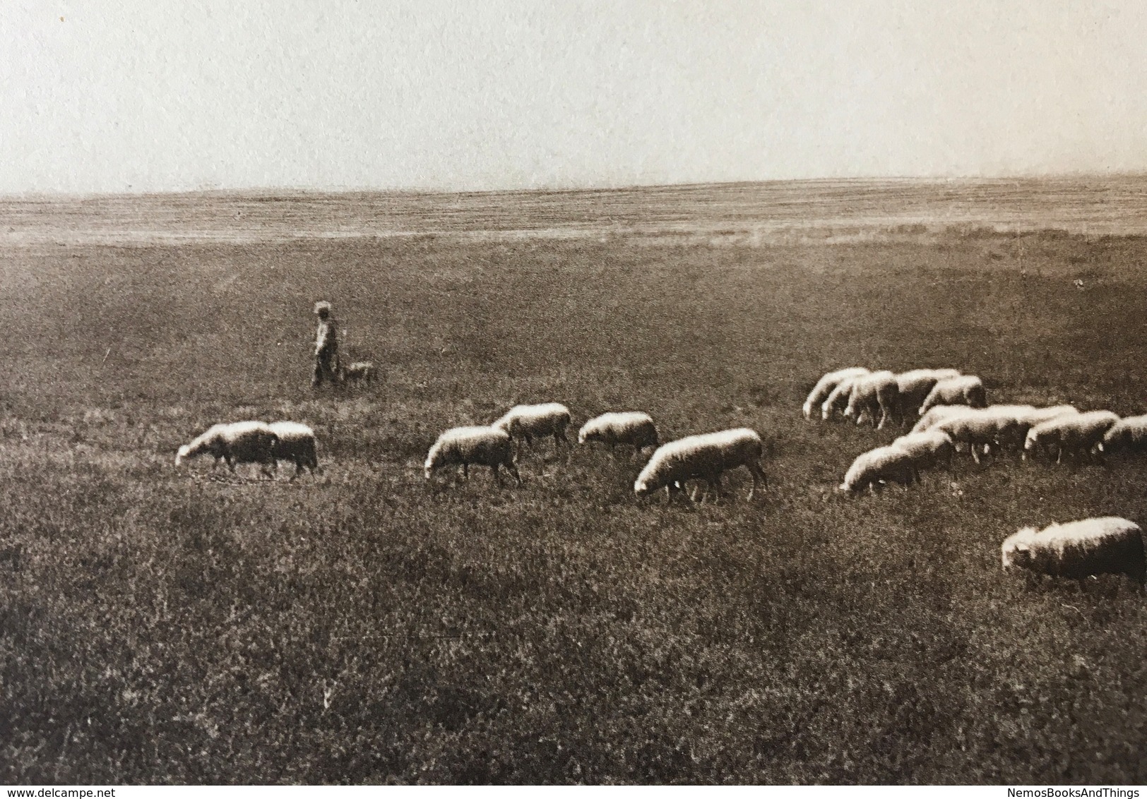 Peer ORIGINELE FOTO - "De Oude Kempen" - 1902 - Edmond JAMINÉ - Herder Hond Met Schapen Kudde Op Heide - 20,5x14,5 Cm - Peer