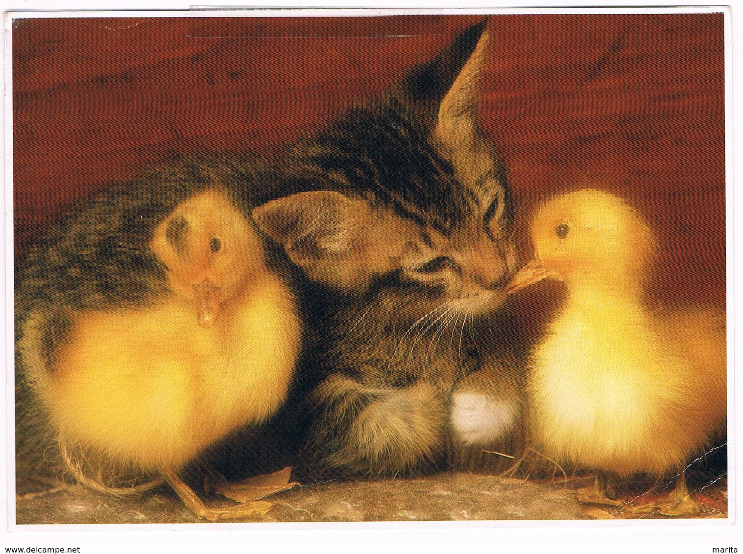 Chat Et Canard -kitten, Cat -katze-  Poes En Eendjes - Katten