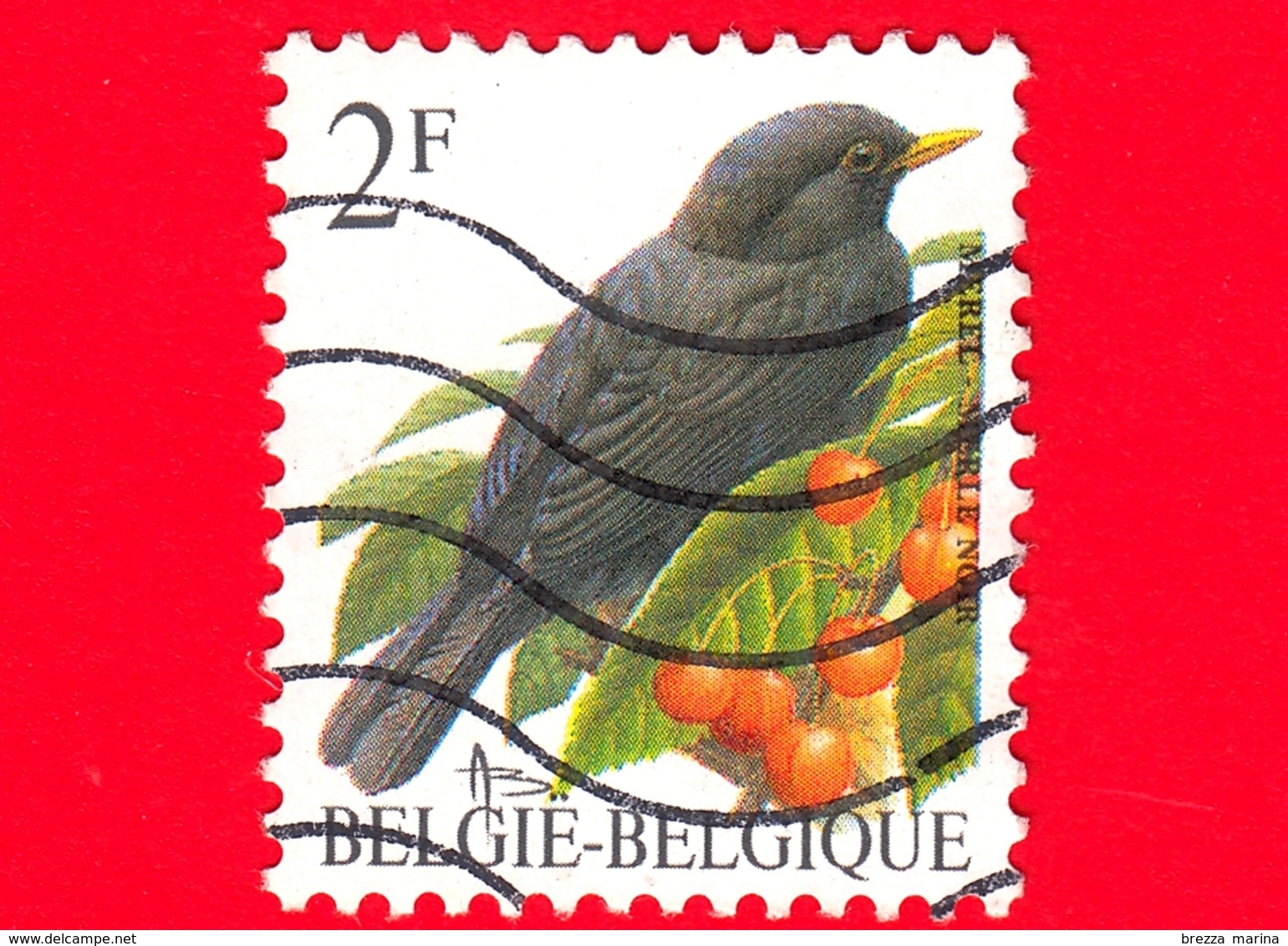 BELGIO - Usato - 1992 - Uccelli Di Buzin - Merlo - Turdus Merula - 2 - 1985-.. Uccelli (Buzin)