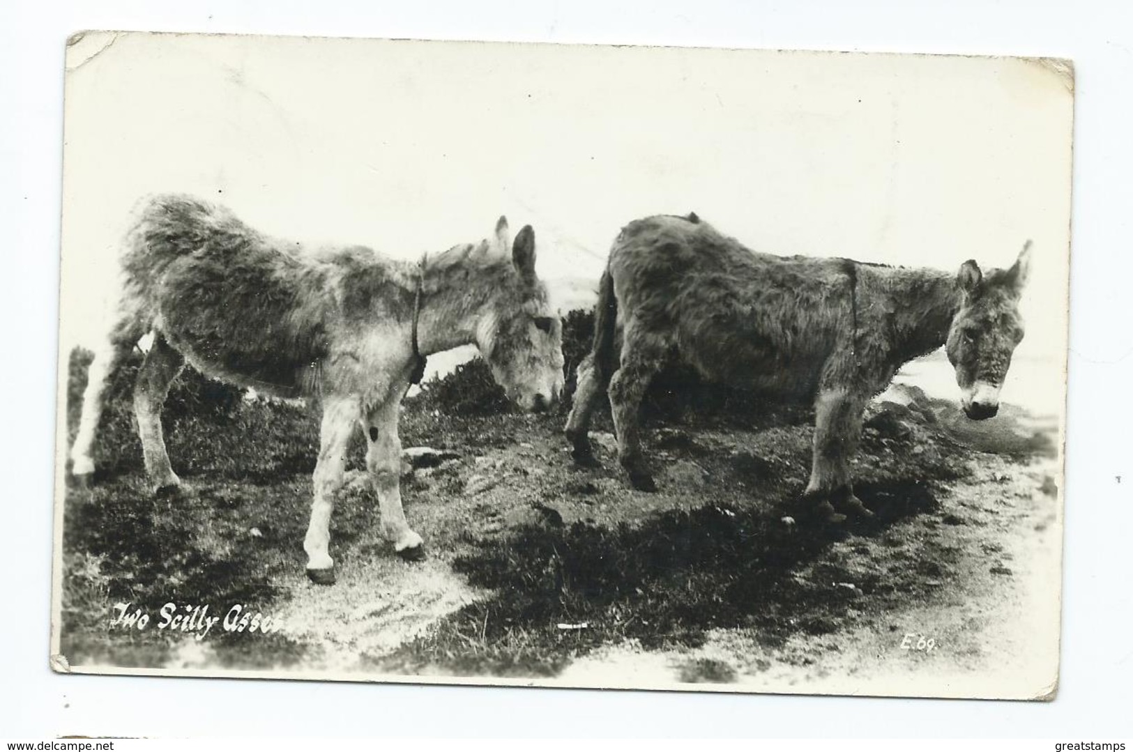 Scilly Isles Asses Donkeys Rp St Mary's Posted 1956 Rp Real Photo - Scilly Isles