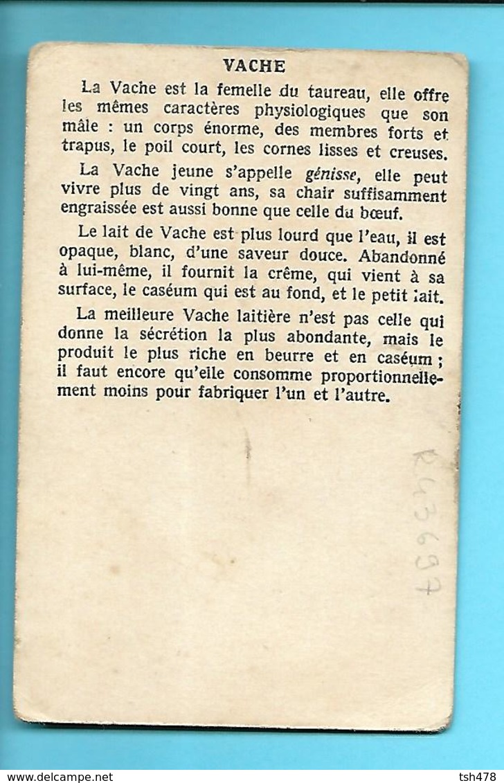 CHROMO---VACHE--voir 2 Scans - Autres & Non Classés