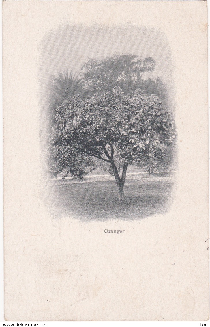 Arbres : ORANGER : Précurseur - 1901 - - Trees