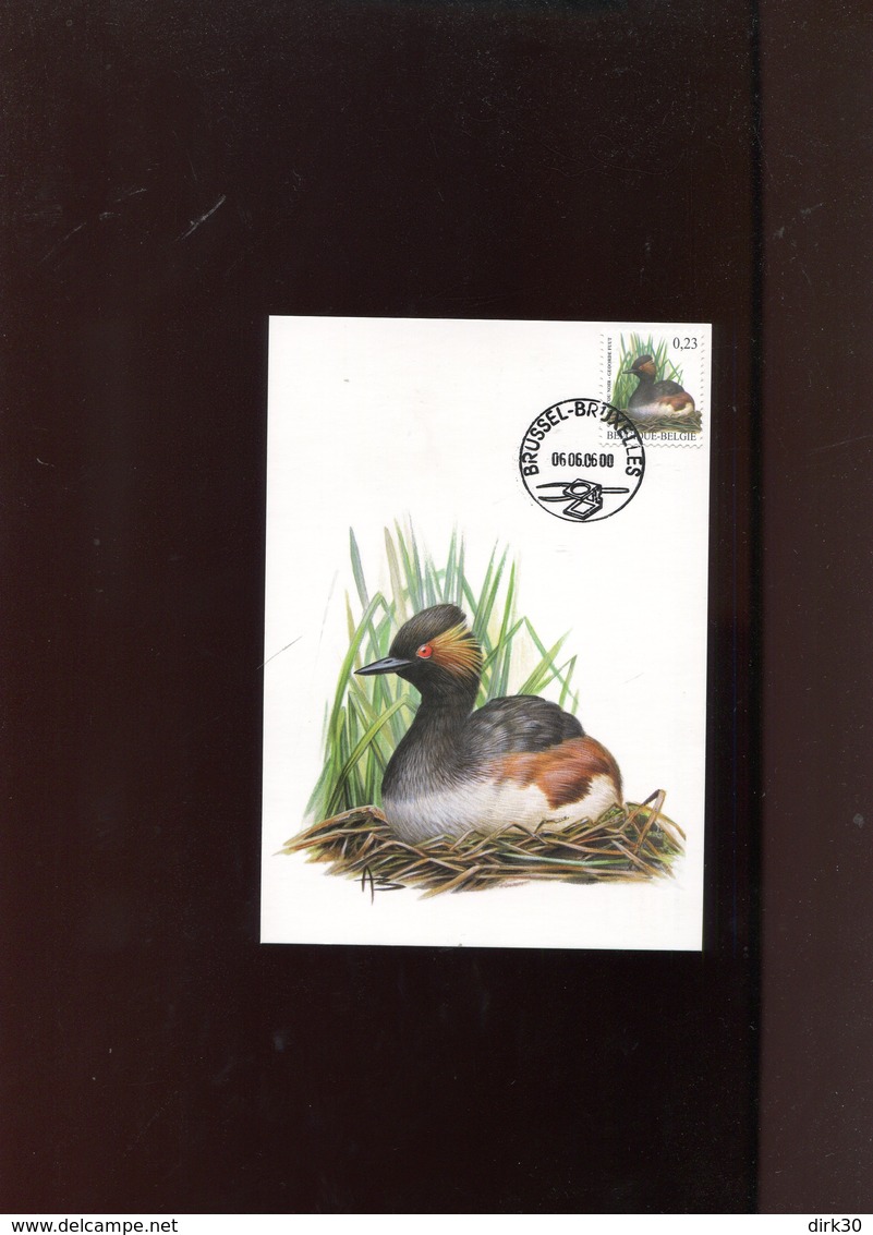 Belgie Buzin Vogels Birds 3546 Maximumkaart Brussel + Signature - 2001-2010