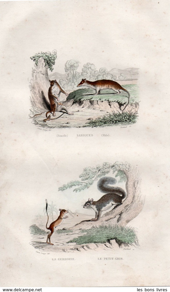 Buffon. Gravure Coloriée. La Sarigues, La Gerboise, Le Petit Gris 1840 - Lithographies