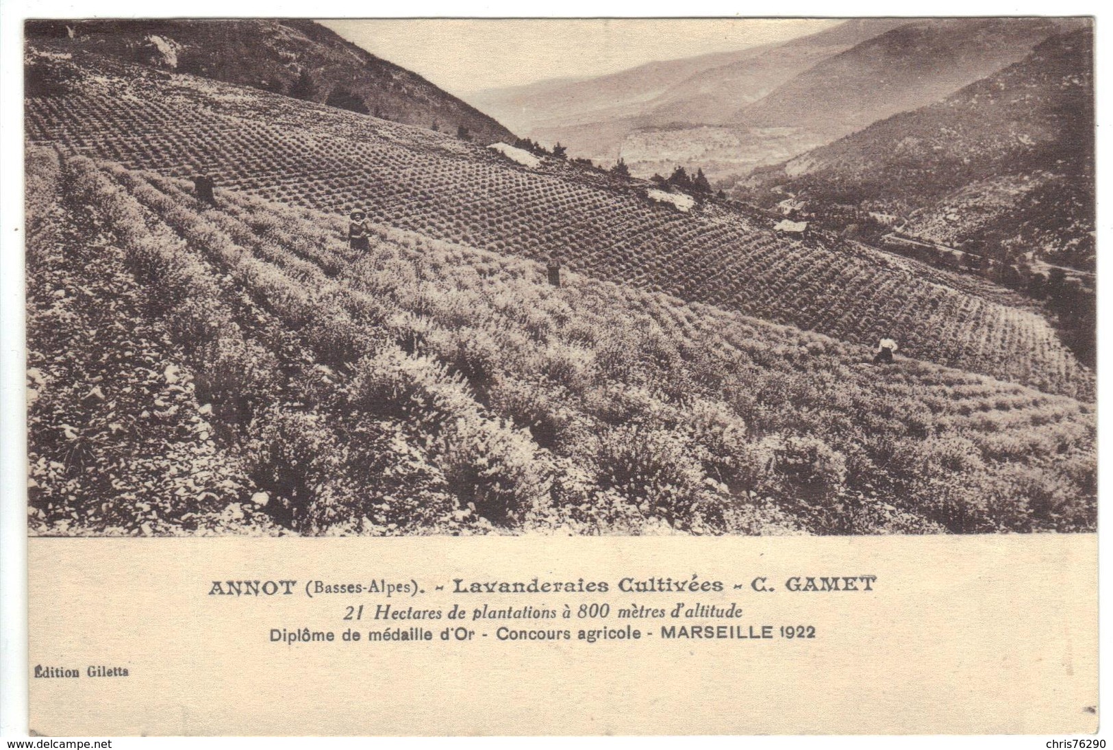 CPA 04 ANNOT Lavanderaies Cultivées C GAMET Médaille D'Or Concours Agricole Marseille 1922 - Autres & Non Classés