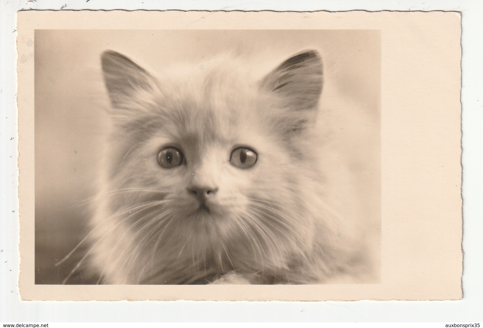 CARTE PHOTO - PORTRAIT DE CHAT - 1937 - Katzen