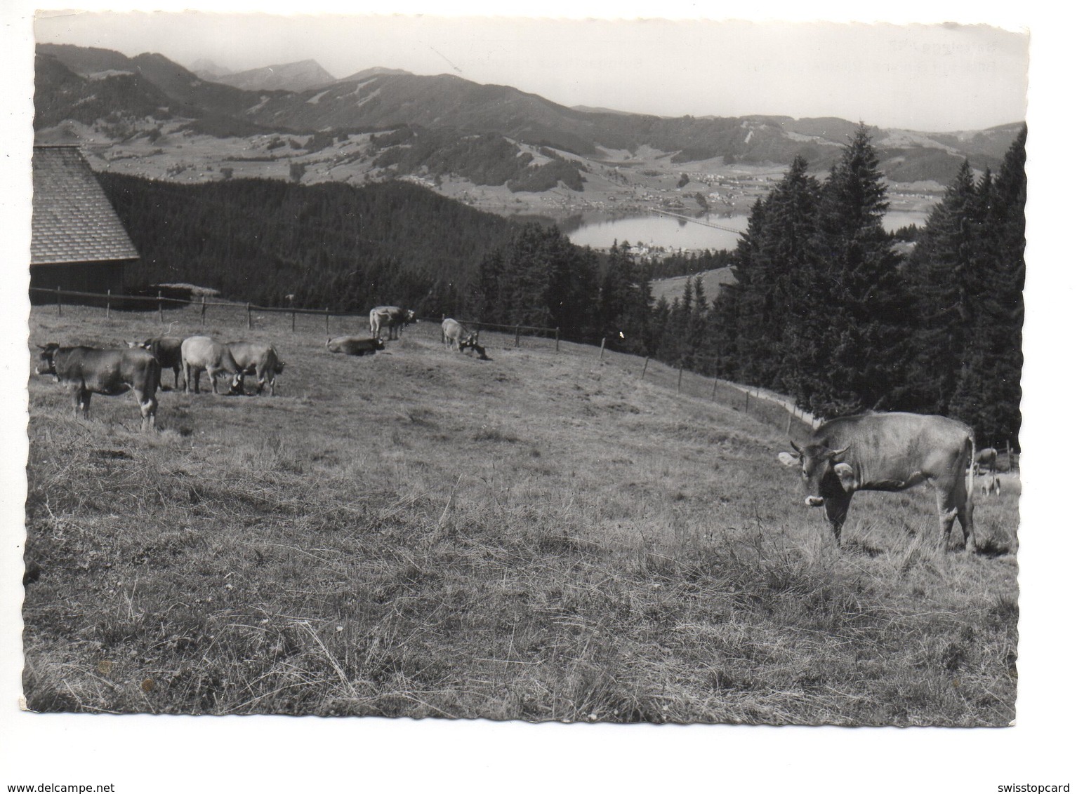 SATTELEGG Kühe Blick Auf Sihlsee Willerzell Pilatus Und Rigi E. Kägi Knonau - Sattel