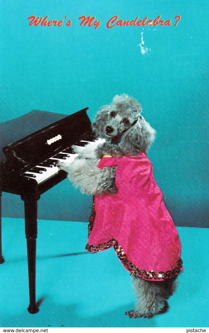 Trois-Rivières Québec - Restaurant Saint-Maurice - Dog Poodle Playing Piano - Chien Caniche - Written 1962 - 2 Scans - Trois-Rivières