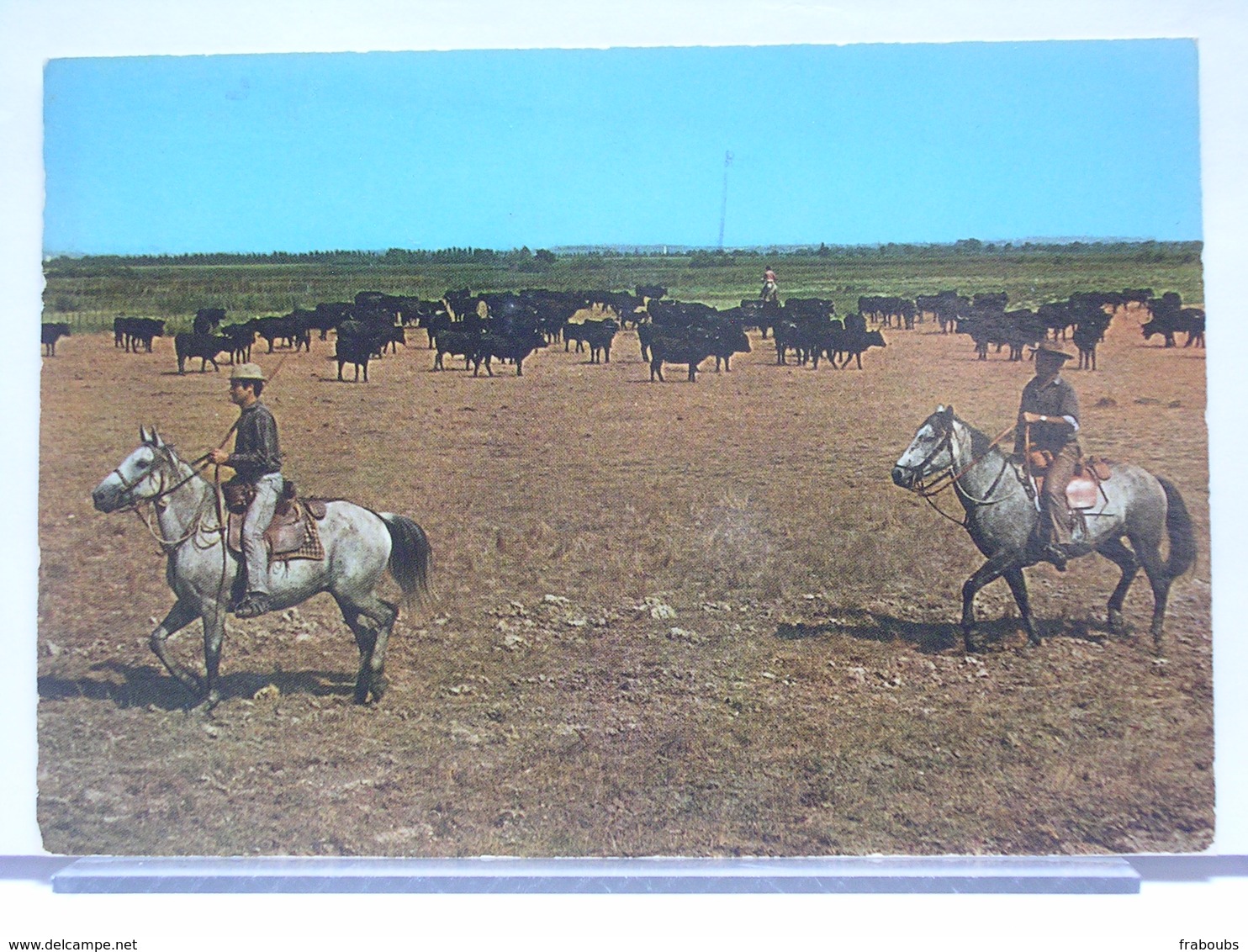 13 - LA CAMARGUE AUX SAINTES MARIES DE LA MER - MANADE DE TAUREAUX ET GARDIANS - SL 10 040 - 1976 - Saintes Maries De La Mer