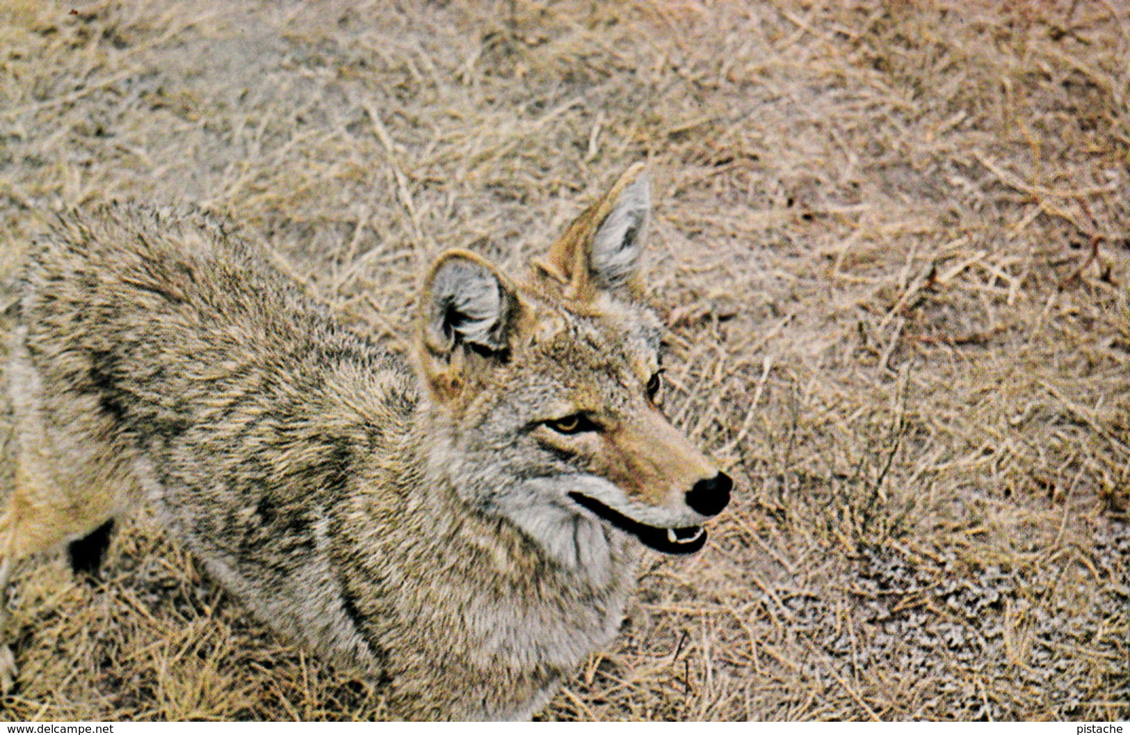 Western Coyote - Animal - Unused - 2 Scans - Other & Unclassified