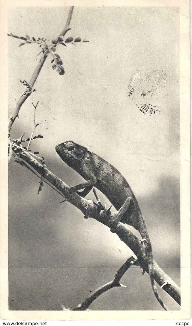 Sierra Leone Carte Publicitaire Ionyl Caméléon - Sierra Leone (...-1960)