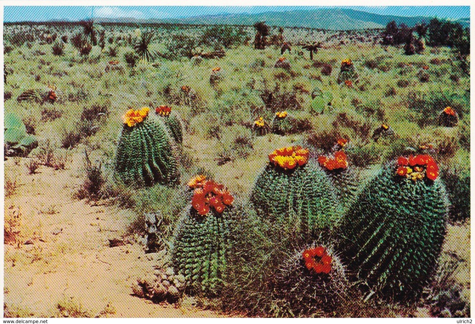 AK Barrel Cactus On The Desert  (48830) - Sukkulenten