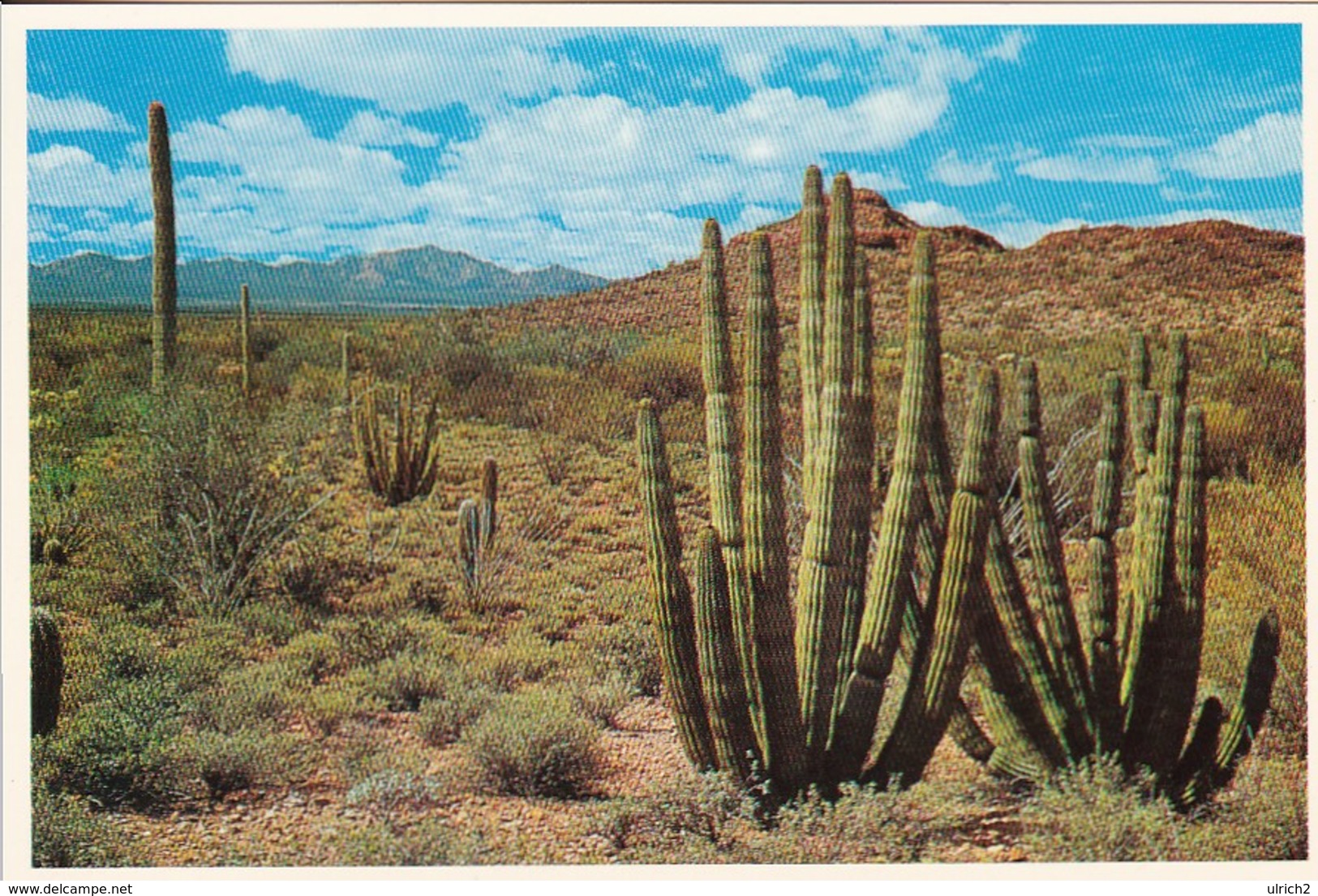 AK Organ Pipe National Monument On The Ajo Mountain Drive, Arizona (48831) - Cactus