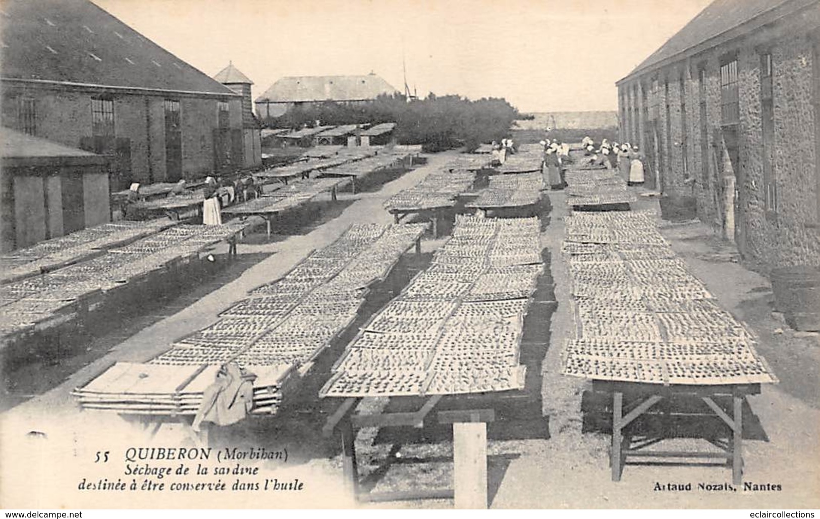 Quiberon  St Pierre    56      Séchage De La Sardine      (voir Scan) - Quiberon